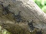 Fledermäuse (Bats) hängen am Baumstamm am Sarapiqui