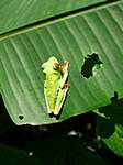 "DER" Frosch in Costa Rica