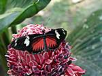 Schmetterling in einem kleinen "Tiergehege"
