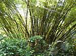 Bambus in Costa Rica