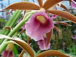 Orchideen im Garten Lancaster