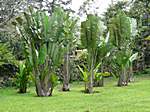 Palmen im Garten Lancaster