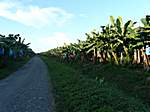 Auf dem Weg in die Karibik ... Bananenplantagen so weit man sieht