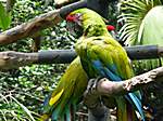 Papagei .. im Zoo der Vögel