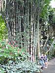 Grössenvergleich mit einem Bambus