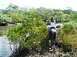 reiten durch die Mangrovenwälder bei Matapalo