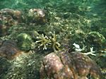 Unterwasseraufnahmen in der Karibik
