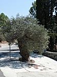 ein wirklich alter Olivenbaum